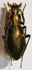 Carabus sp.